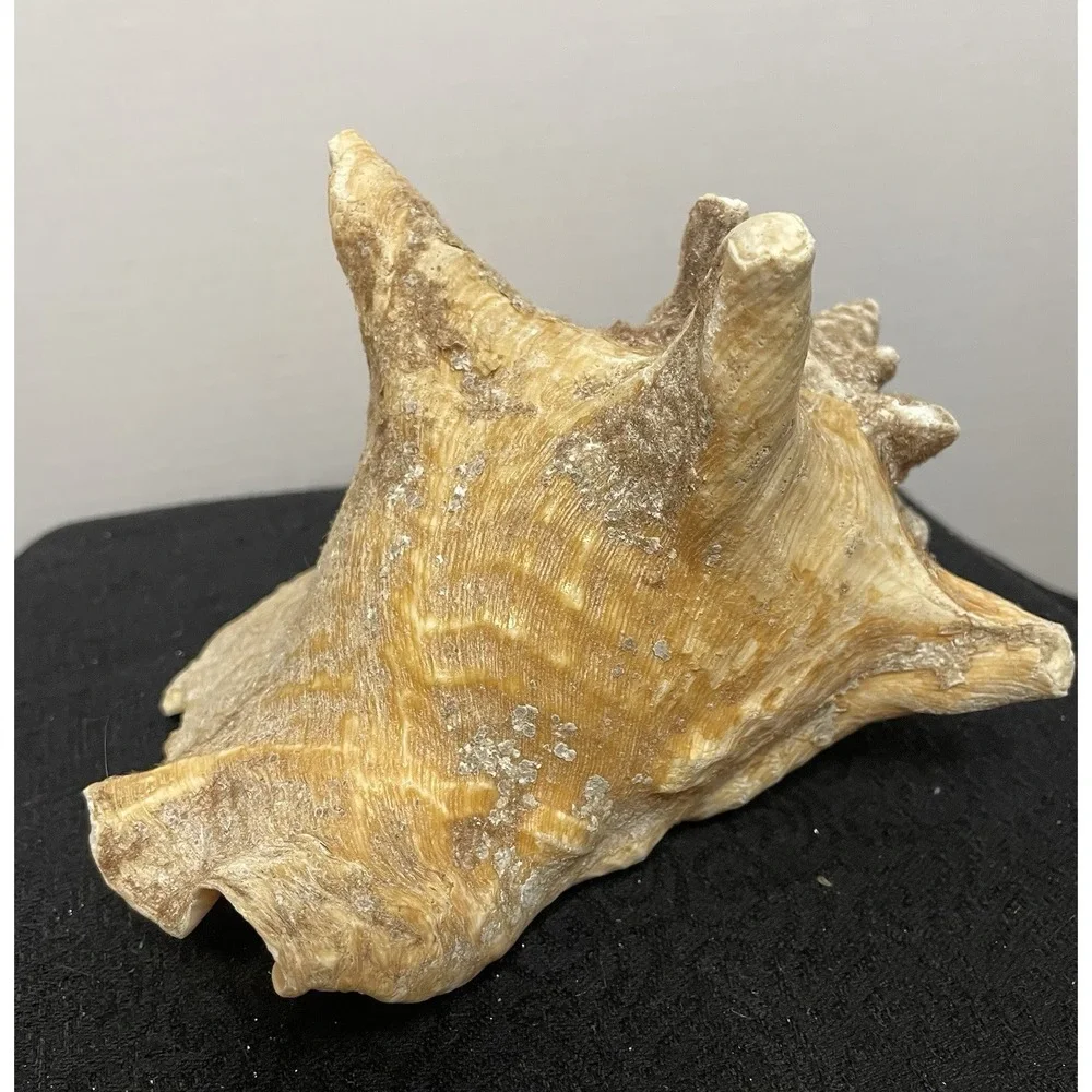 Vintage Natural Large Pink Queen Conch Sea Shell Nautical Ocean Beach Home Decor